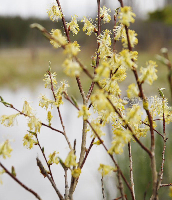 柳树(Salix sp.)与雄性柳絮(英属哥伦比亚，W.加拿大)